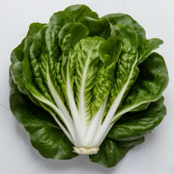 Lechuga